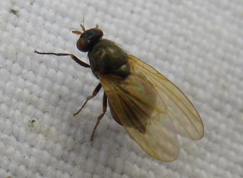 Calliopum sp.